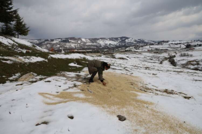 Aç Kalan Hayvanlara Mama Desteği