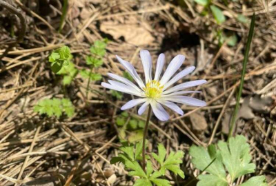 “Dağ Lalesi” Koruma Altında