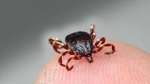 Hastaneden Kene Uyarısı