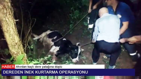 Dereden İnek Kurtarma Operasyonu