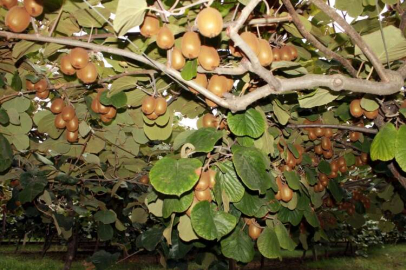 “Yalova Kivisi”ne Coğrafi İşaret