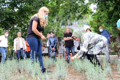 Lavanta’da İlk Hasat Yapıldı
