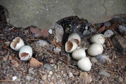 15 Yavruda Doğaya Salınacak