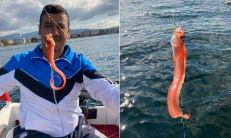 Marmara’da Yılan Kurdu Balığı Yakaladı