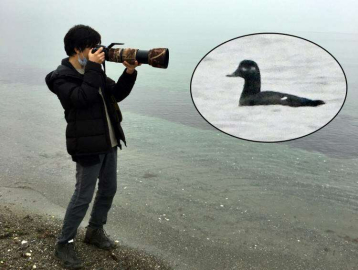 Kadife Ördek, Kuş Oteli’nde
