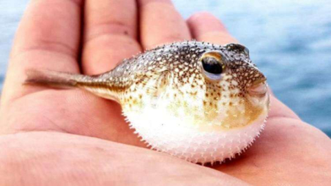 Yalova’da Balon Balığı Alımları Başladı