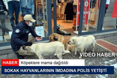 Sokak Hayvanlarının İmdadına Polis Yetişti