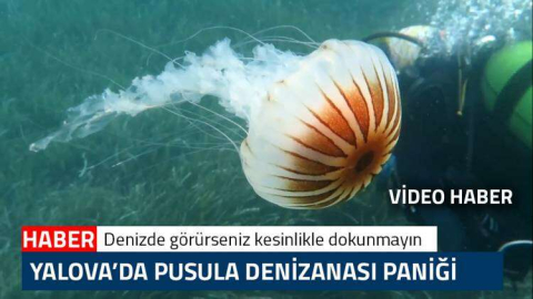 Yalova Sahillerinde Pusula Denizanası Paniği