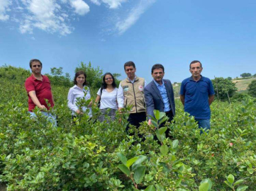 Aronya Üreticilerine Coğrafik İşaret Çağrısı