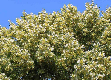 Yalova’da Ihlamur Hasadı Başladı