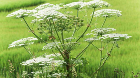 Bu Bitkiye Kesinlikle Dokunmayın