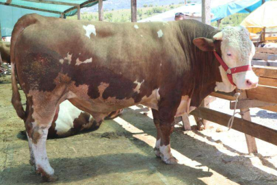 1.2 Tonluk Dadaş Görenleri Şaşkına Çeviriyor