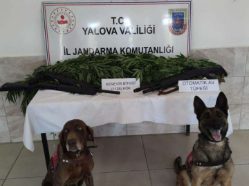 Hint Kenevirine, “Mısırlı” Kamuflaj