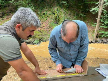 Kalın Dudaklı Tatlısu Kefali Koruma Altında