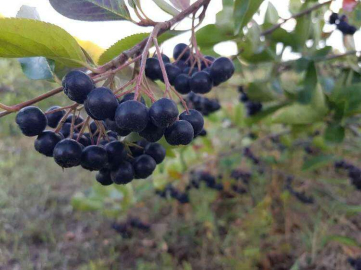 Yalova Aronyasında Referans Fiyat Belirlendi