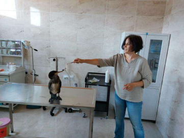 Yaralı Karabatak Tedavi Edilerek Doğaya Salındı