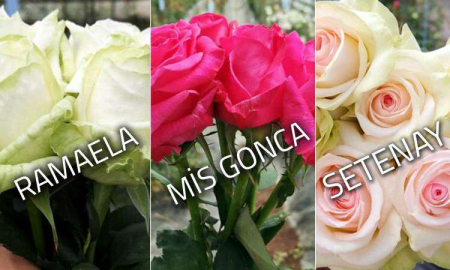 Enstitüden 3 Yeni Gül Çeşidi Daha