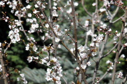 Bahar Yüzünü Gösterdi