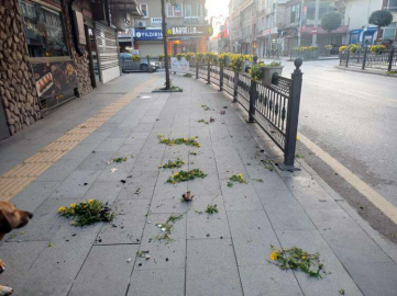 Çiçekler de, “Vandallardan” Nasibini Aldı