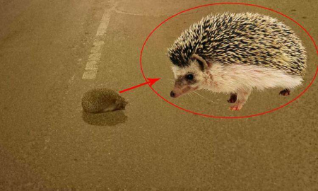 Kirpi Caddede Yürüdü, Vatandaşlar Şaşırdı