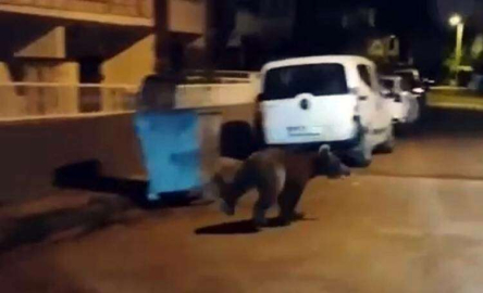 Aç Kalan Ayı Şehir Merkezine İndi