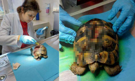 Kabuğu Kırılan Kaplumbağa Tedavi Edildi