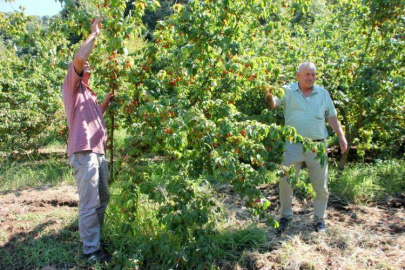 16. Kızılcık Şenlikleri İçin Geri Sayım Başladı