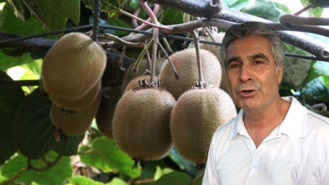 Yalova Kivisi Bu Yıl Üreticisinin Yüzünü Güldürecek