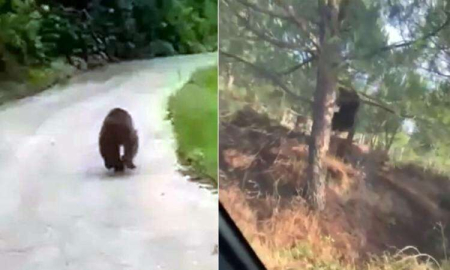 Yalova’da Yavru Ayı Şov Yaptı