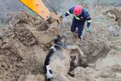 Çamura Saplanan İnekler İtfaiye Ekipleri Kurtardı