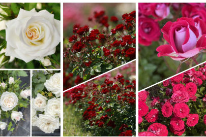 100. Yılda 6 Milli Gül Çeşidi Geliştirildi