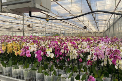 Yalova'dan 30 Ülkeye Çiçek İhracatı