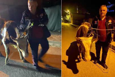 Firari İneği İtfaiyeciler Yakaladı