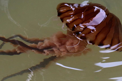 Yalova Sahillerinde Zehirli Pusula Denizanası Tehlikesi