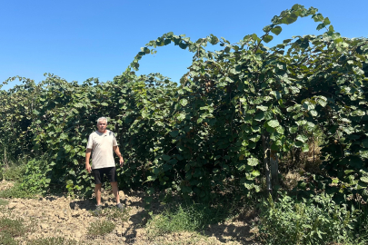 15 Bin Ton Kivi Rekoltesi Bekleniyor