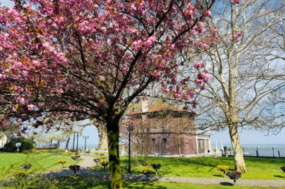 Yalova'da Baharın Müjdeleyicisi Sakura Çiçek Açtı