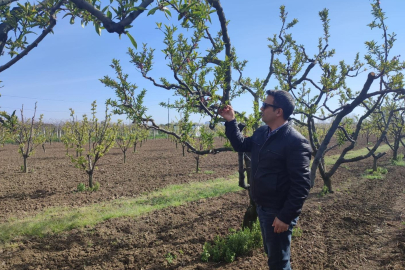 Yalova'da Ekili Alanlarda Hasar Tespiti Başladı