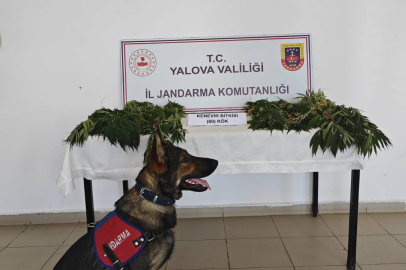 Armutlu'da 60 Kök Hintkeneviri Ele Geçirildi