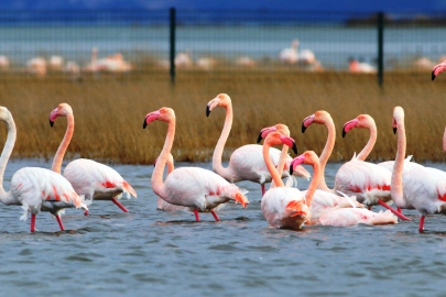 Flamingolar İlgi Odağı Oluyor