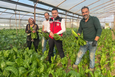 İlmeç Pazı Hasadına Katıldı