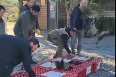 Esenköy’de 50 Sülün Doğaya Salındı