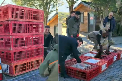 Esenköy'de Doğaya Sülün Bırakıldı