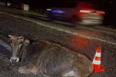 Yola Fırlayan Büyükbaş Hayvan Kazaya Neden Oldu