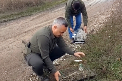 Kaçak Avlanan Saka Kuşları Doğaya Salındı