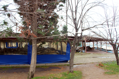 Devrilmek Üzere Olan Ağacı Halatla Bağladılar