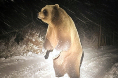 Off-Road Ekibi Ayıyla Burun Buruna Geldi