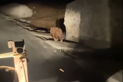 Nato Yolunda Traktör Sürücüsünün Önüne Ayı Çıktı