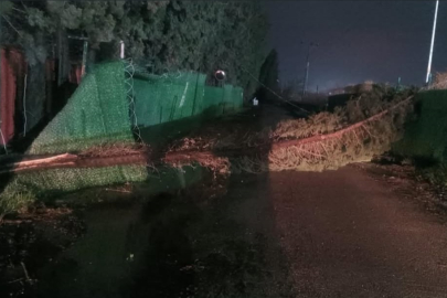 Şiddetli Lodos Ağacı Devirdi