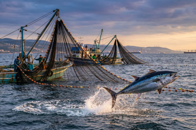 Yalova’da Orkinos Avcılığı İçin Kota Mesaisi Başlıyor