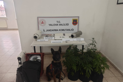 Uyuşturucu Serasına Operasyon